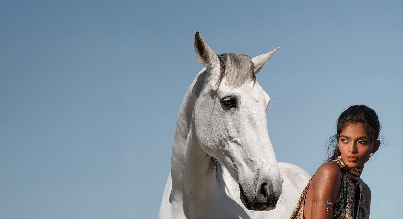 Arabians Collection