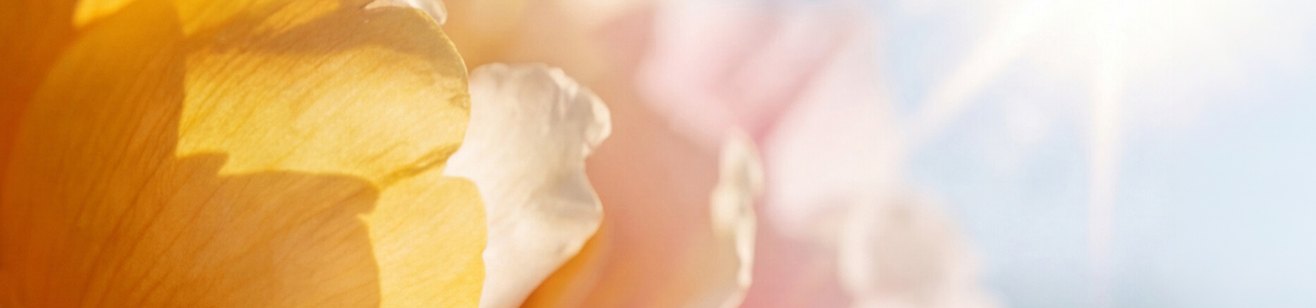 Olfactory Families